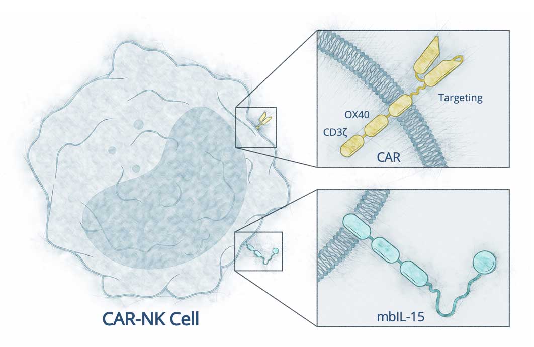 CAR-NK cell with highlights of the CAR and mbIL-15 receptors
