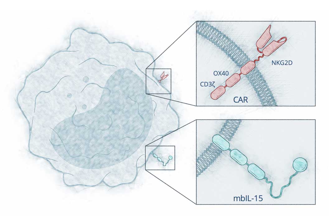 NKX101 cell with highlights of the CAR and mbIL-15 receptors